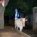 The Holy Cow (bangalore_100_1966.jpg) South India, Indische Halbinsel, Asien